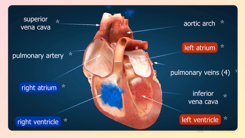 Cardiovascular Disease Essentials in Acute Care: A Public Health Crisis