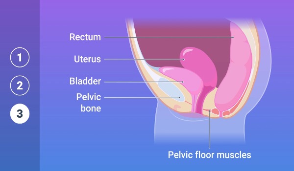 Get To Know Your Pelvic Floor - Female